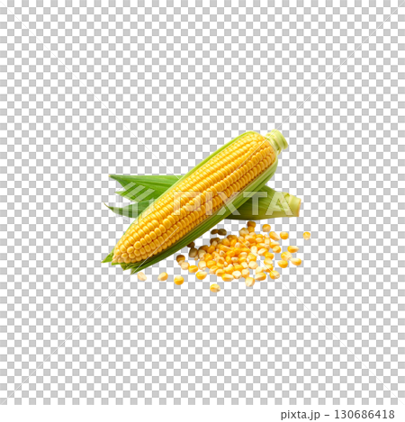 Fresh corn on the cob, strong yellow cobs, isolated on white background. 130686418