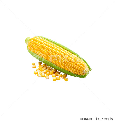 Fresh corn on the cob, strong yellow cobs, isolated on white background. 130686419