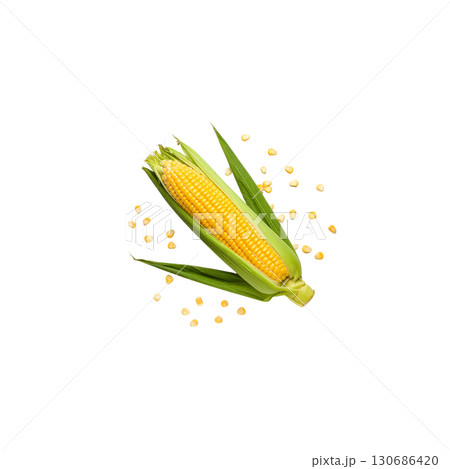 Fresh corn on the cob, strong yellow cobs, isolated on white background. 130686420