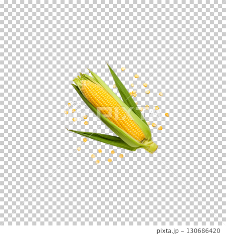 Fresh corn on the cob, strong yellow cobs, isolated on white background. 130686420