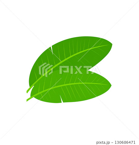 Fresh green leaves isolated on white background. 130686471