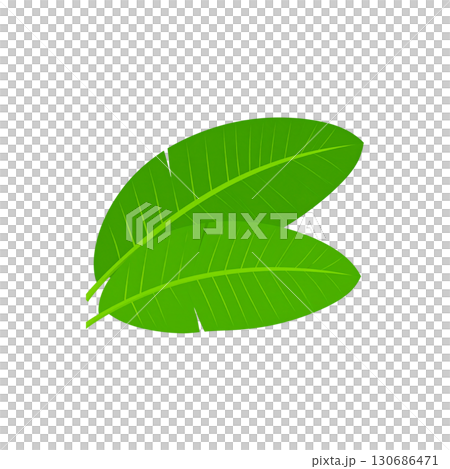 Fresh green leaves isolated on white background. 130686471
