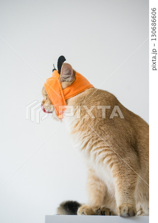 close up gold british cat with wearing pumpkin halloween concept 130686606