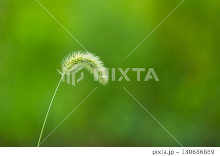 里山の夏 里山の夏 130686869