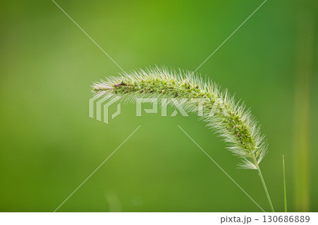 里山の夏 里山の夏 130686889