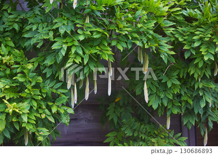 里山の夏 130686893