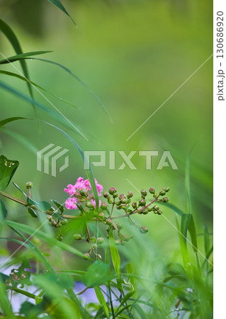 里山の夏 里山の夏 130686920