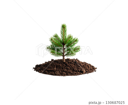 Green tree with thick leaves Christmas tree isolated on white background 130687025