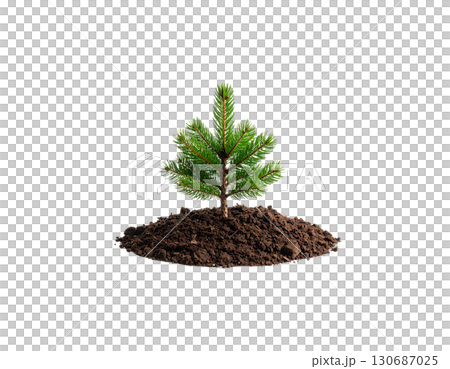 Green tree with thick leaves Christmas tree isolated on white background 130687025