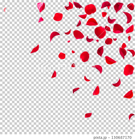 Red rose petals isolated on white background 130687170