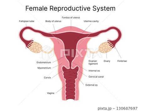Detailed medical illustration of the female reproductive system. Uterus, ovaries, fallopian tubes, cervix. Perfect for medical textbooks, patient education, gynecology clinics, presentations, and heal Detailed medical illustration of the female reproductive system. Uterus, ovaries, fallopian tubes, cervix. Perfect for medical textbooks, patient education, gynecology clinics, presentations, and heal 130687697
