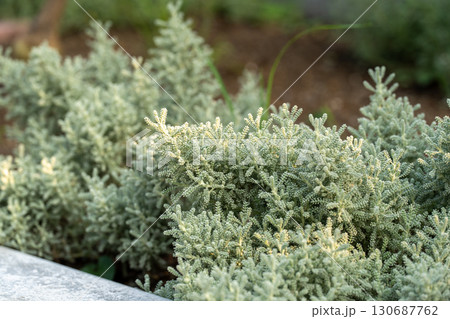 銀色の葉が美しいサントリナの植物 130687762