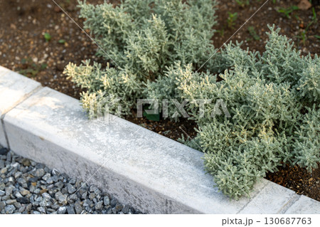銀色の葉が美しいサントリナの植物 130687763