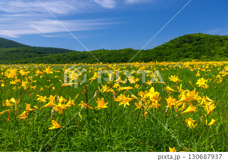 福島県喜多方市熊倉町雄国　雄国沼湿原を覆う満開のニッコウキスゲ群生と周りの山々の緑と青空 130687937
