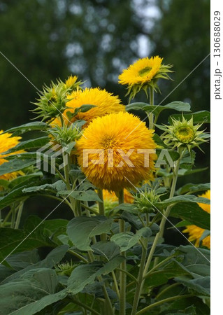 満開のひまわり・2025年㋆　 130688029