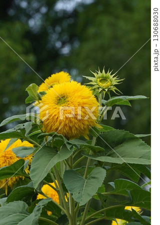 満開のひまわり・2025年㋆　 130688030