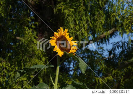満開のひまわり・2025年㋇　 130688114