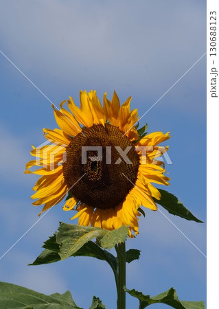 満開のひまわり・2025年㋇　 130688123