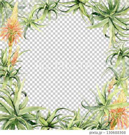Aloe vera frame with orange flowers watercolor illustration 130688308