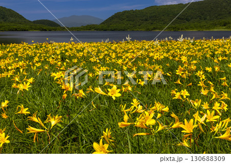福島県喜多方市熊倉町雄国　雄国沼湿原の満開のニッコウキスゲと背景の西吾妻山の景色 130688309