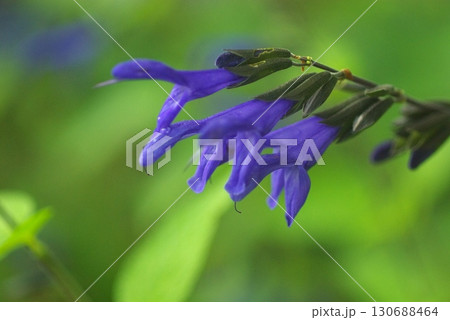メドーセージの花 130688464