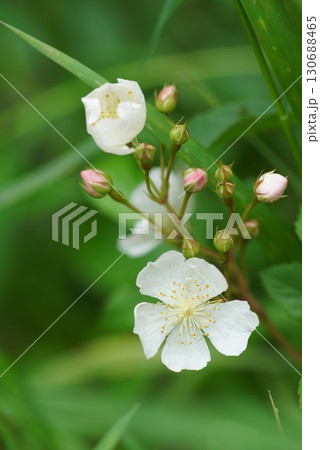 ノイバラの花 130688465