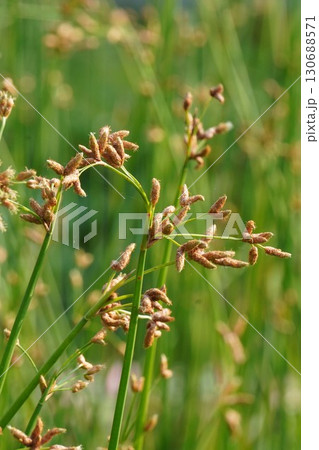 フトイの花序・2025年㋆ フトイの花序・2025年㋆ 130688571