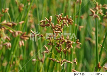 フトイの花序・2025年㋆ 130688572