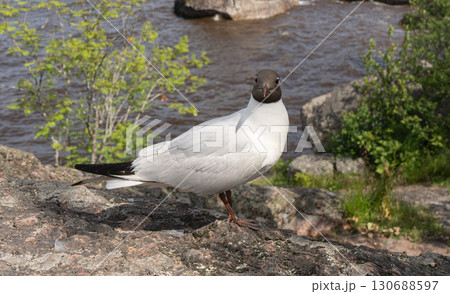 Close up of Brown headed Gull on Rock on shore. Chroicocephalus brunnicephalus. Monrepos Park Close up of Brown headed Gull on Rock on shore. Chroicocephalus brunnicephalus. Monrepos Park 130688597