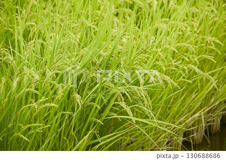 ジャポニカ米の育ちつつある稲穂 130688686