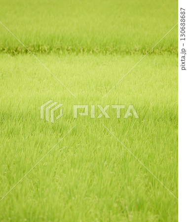 ジャポニカ米の育ちつつある稲穂 130688687