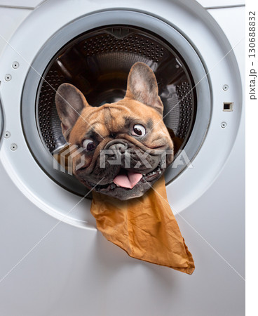 French bulldog after washing in a washing machine. French bulldog after washing in a washing machine. 130688832