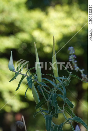 ブルースターの鞘・2025年㋆ 130688839