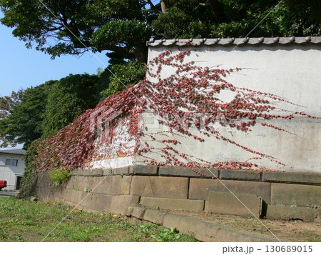 ツタが絡まる 130689015