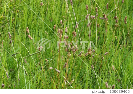 ヘラオオバコの花の後・2025年㋇ 130689406