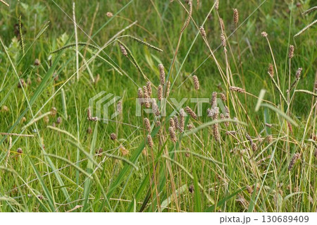 ヘラオオバコの花の後・2025年㋇ ヘラオオバコの花の後・2025年㋇ 130689409