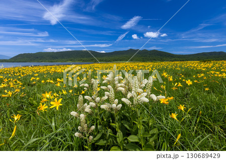 福島県喜多方市熊倉町雄国　雄国沼湿原の満開のニッコウキスゲと白いコバイケイソウと背景の山々の景色 130689429