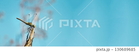 banner with a professional dragonfly and a focus on a simple and an elegant design. dragonfly nature banner design. professional nature photography banner 130689685