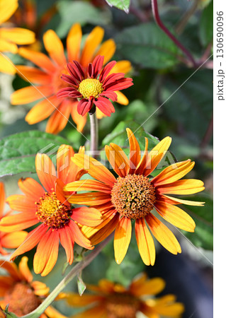 夏の花、庭の花 夏の花、庭の花 130690096