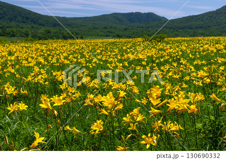 福島県喜多方市熊倉町 青空の雄国沼湿原の満開のニッコウキスゲ群生と猫魔ヶ岳などの山々の景色 福島県喜多方市熊倉町 青空の雄国沼湿原の満開のニッコウキスゲ群生と猫魔ヶ岳などの山々の景色 130690332