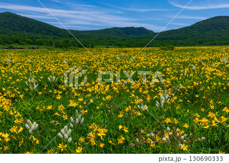福島県喜多方市熊倉町　青空の雄国沼湿原の満開のニッコウキスゲ群生と猫魔ヶ岳などの山々の景色 130690333