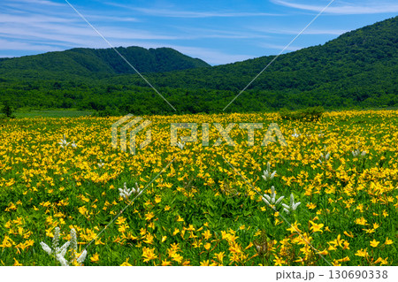 福島県喜多方市熊倉町　青空の雄国沼湿原の満開のニッコウキスゲ群生と猫魔ヶ岳などの山々の景色 130690338