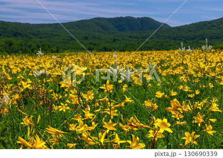 福島県喜多方市熊倉町　青空の雄国沼湿原の満開のニッコウキスゲ群生と猫魔ヶ岳などの山々の景色 130690339