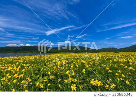 福島県喜多方市熊倉町　青空の雄国沼湿原の満開のニッコウキスゲ群生と猫魔ヶ岳などの山々の景色 130690345