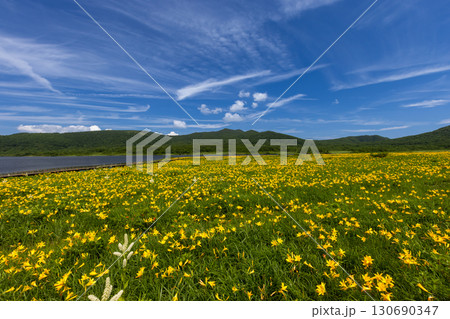 福島県喜多方市熊倉町　青空の雄国沼湿原の満開のニッコウキスゲ群生と猫魔ヶ岳などの山々の景色 130690347