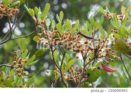 咲き終わった花の奥に見えるモッコクの小さい実・2025年㋆  咲き終わった花の奥に見えるモッコクの小さい実・2025年㋆  130690465