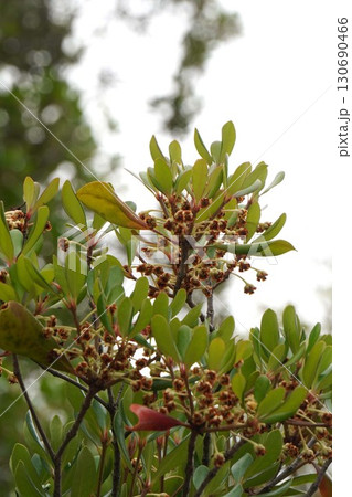 咲き終わった花の奥に見えるモッコクの小さい実・2025年㋆  咲き終わった花の奥に見えるモッコクの小さい実・2025年㋆  130690466