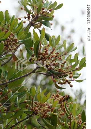 咲き終わった花の奥に見えるモッコクの小さい実・2025年㋆  咲き終わった花の奥に見えるモッコクの小さい実・2025年㋆  130690467