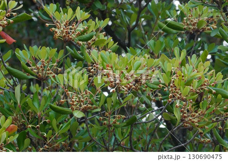 咲き終わった花の奥に見えるモッコクの小さい実・2025年㋆ 咲き終わった花の奥に見えるモッコクの小さい実・2025年㋆ 130690475