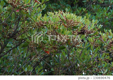 咲き終わった花の奥に見えるモッコクの小さい実・2025年㋆　 130690476